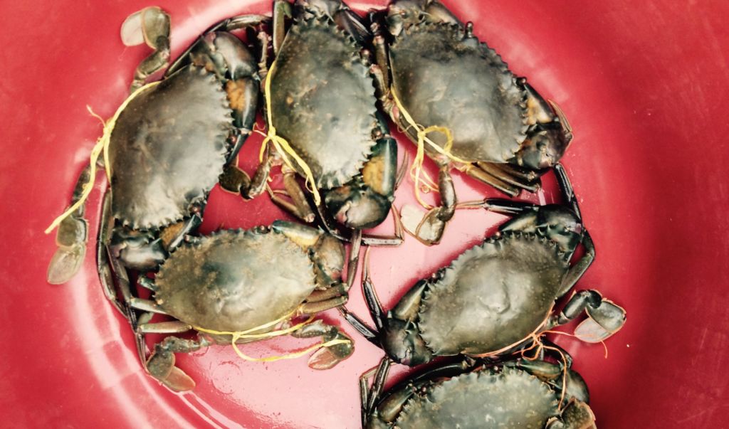 Crabs In A Bucket Ministry Pass